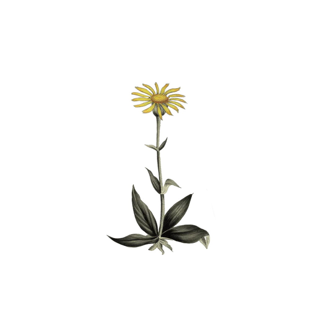 Flower Decor