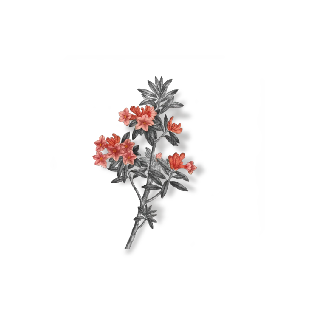 Flower Decor